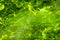 Beautiful eco green defocused spring or summer background with sunshine. Juicy young grass and foliage in rays of sunlight. Nature