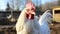 Beautiful ecological giant chicken roaming freely at the domestic farm with chickens at the factory