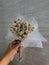 A beautiful edelweiss dry flowers for mini bouquet