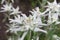 Beautiful edelweiss flower