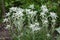 Beautiful edelweiss flower