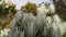 Beautiful edelweiss flower after rain