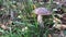 Beautiful edible boletus mushroom with a brown cap