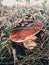 Beautiful edible mushroom boletus with brown cap in grass in sunny woodland. Boletus edulis. Porcini
