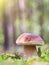 Beautiful edible mushroom in the forest