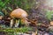 Beautiful edible mushroom. Suillus grevillei commonly known as Greville`s bolete and larch bolete