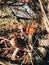 Beautiful edible mushrooms with brown cap in grass in sunny woodland. Brown Birch Bolete. Leccinum