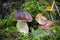 Beautiful edible penny bun mushroom in autumn forest