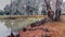 A beautiful but eerie capture of a pond and cypress trees