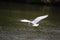 Beautiful egret flying in the mangrove forest,Egret Fly over water,Back view of egret flying