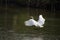 Beautiful egret flying in the mangrove forest,Egret Fly over water,Side view of egret flying