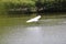 Beautiful egret flying in the mangrove forest,Egret Fly over water,Side view of egret flying