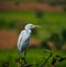 A beautiful egret or heron
