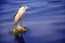 Beautiful egret standing on the lake