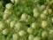 Beautiful Elderberry buds