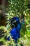 The beautiful and elegance of the peacock male in a zoo