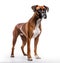 Beautiful and elegant boxer dog on white background, strong and loyal dog. Generative AI