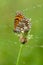 Beautiful and elegant butterfly Melitaea on the flower