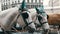 Beautiful elegant dressed white horses in green headphones, blindfolds and hats, Vienna Austria. Traditional carriages