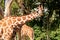 Beautiful elegant giraffes in the Zoo Hellabrunn in Munich