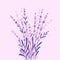 Beautiful and elegant lavender buds on the purple background. Vector card design with flowers in hand-drawn style
