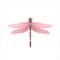 Beautiful elegant pink dragonfly