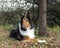 Beautiful and elegant purebred rouch collie dog lying in autum nature