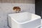 Beautiful elegant soft shaped square sink with golden water tap and marble wall. Close up photo with selective focus