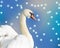 Beautiful elegant Swan against a falling snow and blue sky background