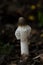 Beautiful and elegant white queen wild mushroom