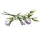 Beautiful elegent lilac Lisianthus isolated