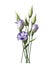 Beautiful elegent lilac Lisianthus isolated