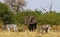 Beautiful Elephant and Burchell`s Zebra on the African Plains