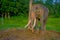 Beautiful elephant chained in a wooden pillar at outdoors, in Chitwan National Park, Nepal, in a nature background