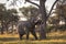 Beautiful elephant in Chobe National Park in Botswana