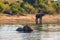 Beautiful elephant in Chobe National Park in Botswana