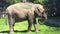 Beautiful elephant eating grass in the zoo