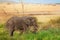 Beautiful elephant grazing at Kenyan savannah