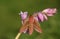 A beautiful Elephant Hawk-moth Deilephila elpenor perching on a pink  bluebell wildflower.