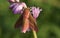 A beautiful Elephant Hawk-moth, Deilephila elpenor, perching on a pink bluebell wildflower.