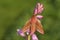 A beautiful Elephant Hawk-moth, Deilephila elpenor, perching on a pink bluebell wildflower.