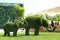 Beautiful elephant shaped topiaries at zoo. Landscape gardening