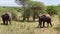 Beautiful elephants eat grass on a sunny day in Tarangire National Park. Safari in Africa.