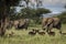 Beautiful elephants and impalas during safari in Tarangire National Park, Tanzania with trees in background