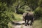 Beautiful elephants during safari in Tarangire National Park, Tanzania