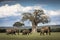 Beautiful elephants during safari in Tarangire National Park, Tanzania with trees in background