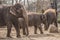 Beautiful elephants at zoo in Berlin