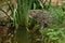 Beautiful and elusive fishing cat in the nature habitat near water.