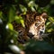 A beautiful and elusive jaguar peers out from behind a tree