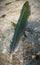 Beautiful emerald bird feather creative closeup